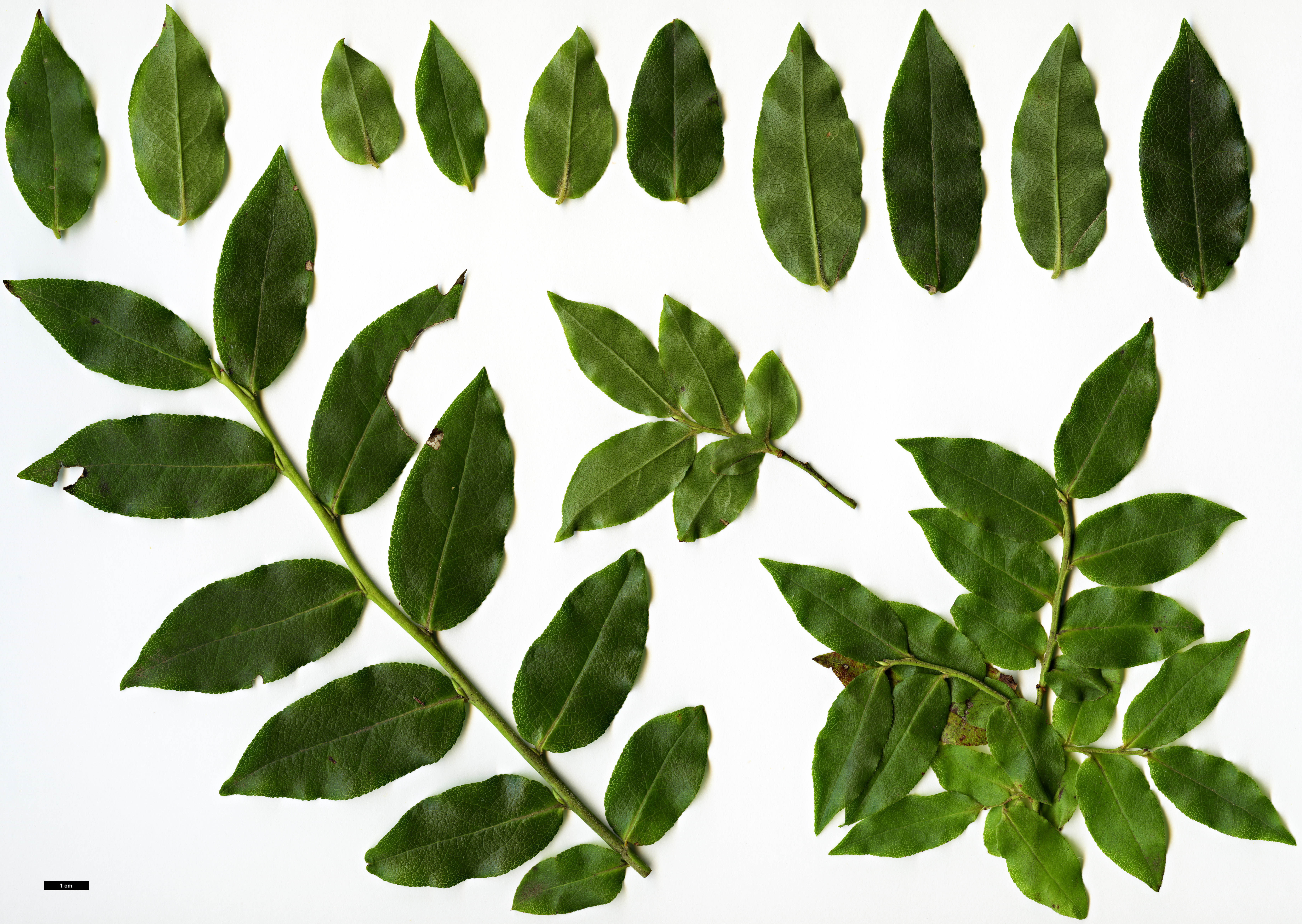 High resolution image: Family: Ericaceae - Genus: Vaccinium - Taxon: padifolium